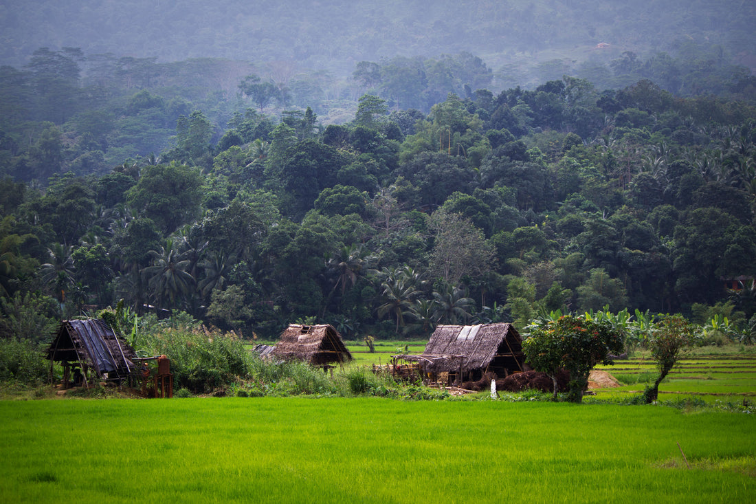 Ceylon Sapphire Mine in Rice Paddy Field