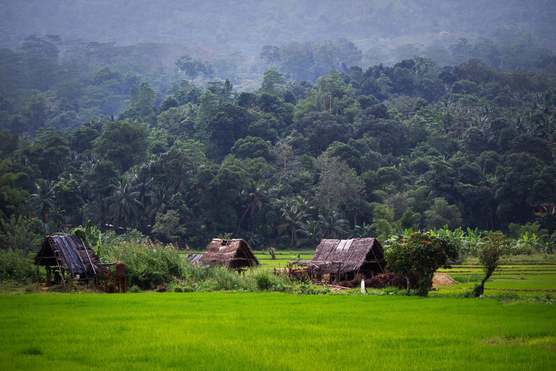 Ceylon Sapphire Mine in Rice Paddy Field